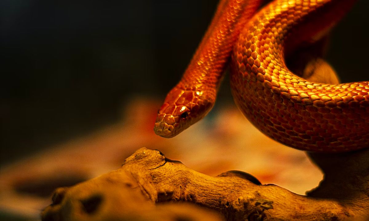 Snakes - Healing and Rejuvenation