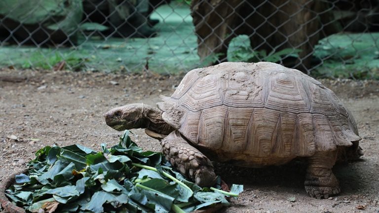 If a turtle crawls into your house, what number should you bet on?