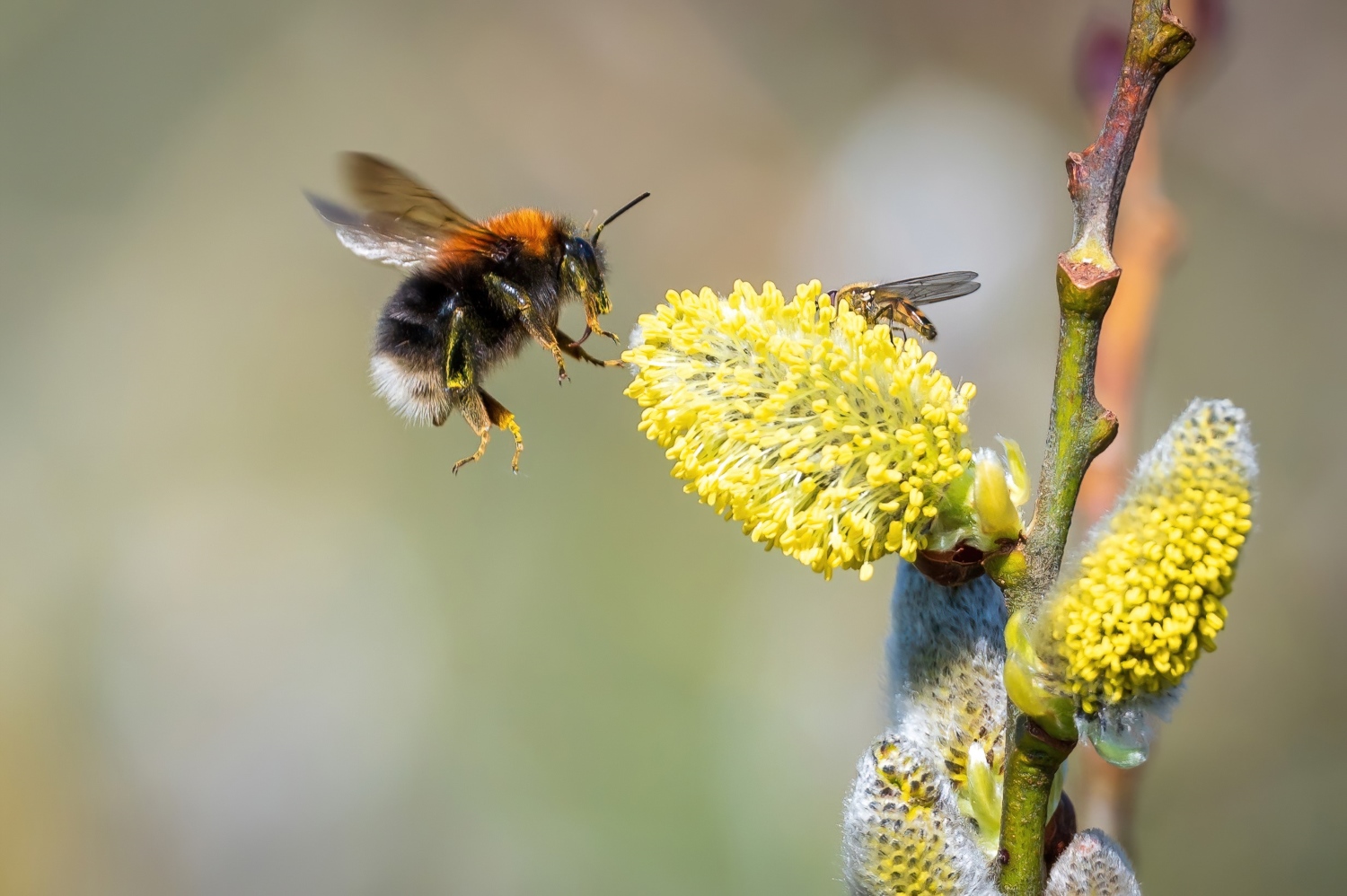 Bee - Specific Interpretations Based on Behavior