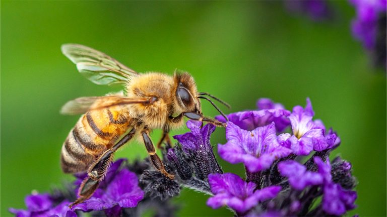 If a Bee Flies into Your House, What Number Should You Bet on?