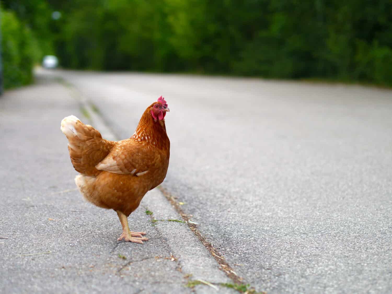 Chicken - Cultural Significance