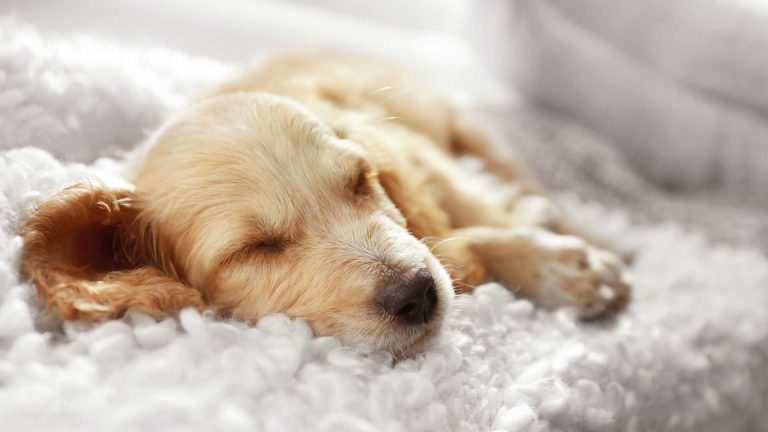 Dreaming of a Dog Entering the House: What Does It Mean?