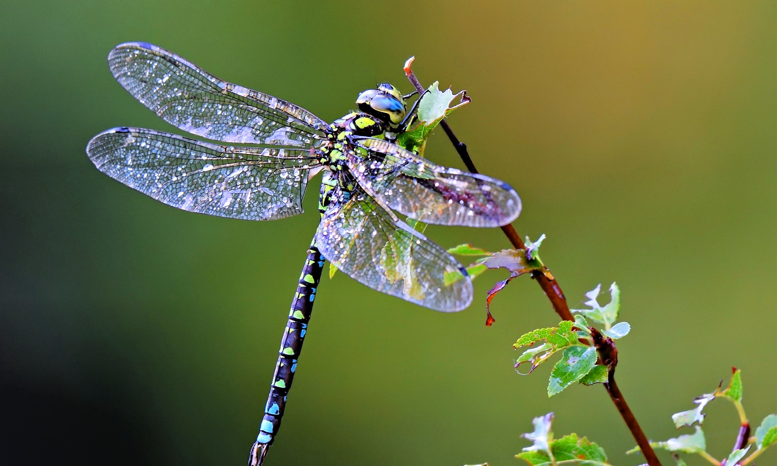 Dragonfly - Dragonfly Numbers for Lottery Players