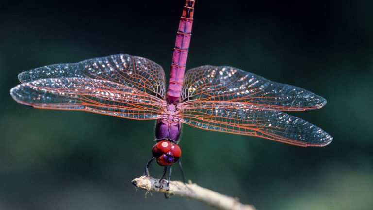 Dragonfly flies into your house: What does it exactly mean?