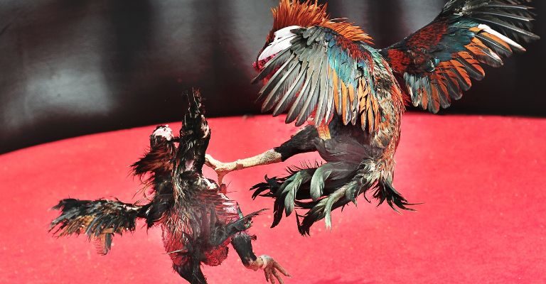 Chicken fighting in the field