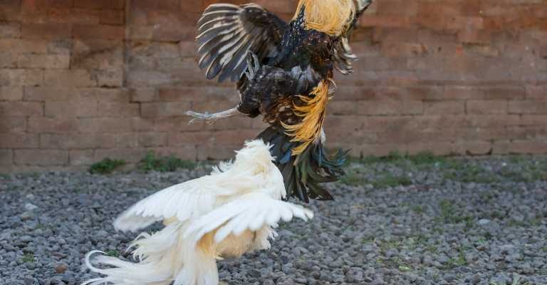 Fighting cocks The Journey of a Successful Fighting Cock in History